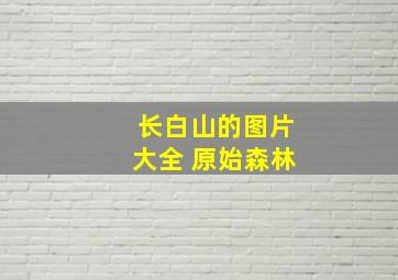 长白山的图片大全 原始森林